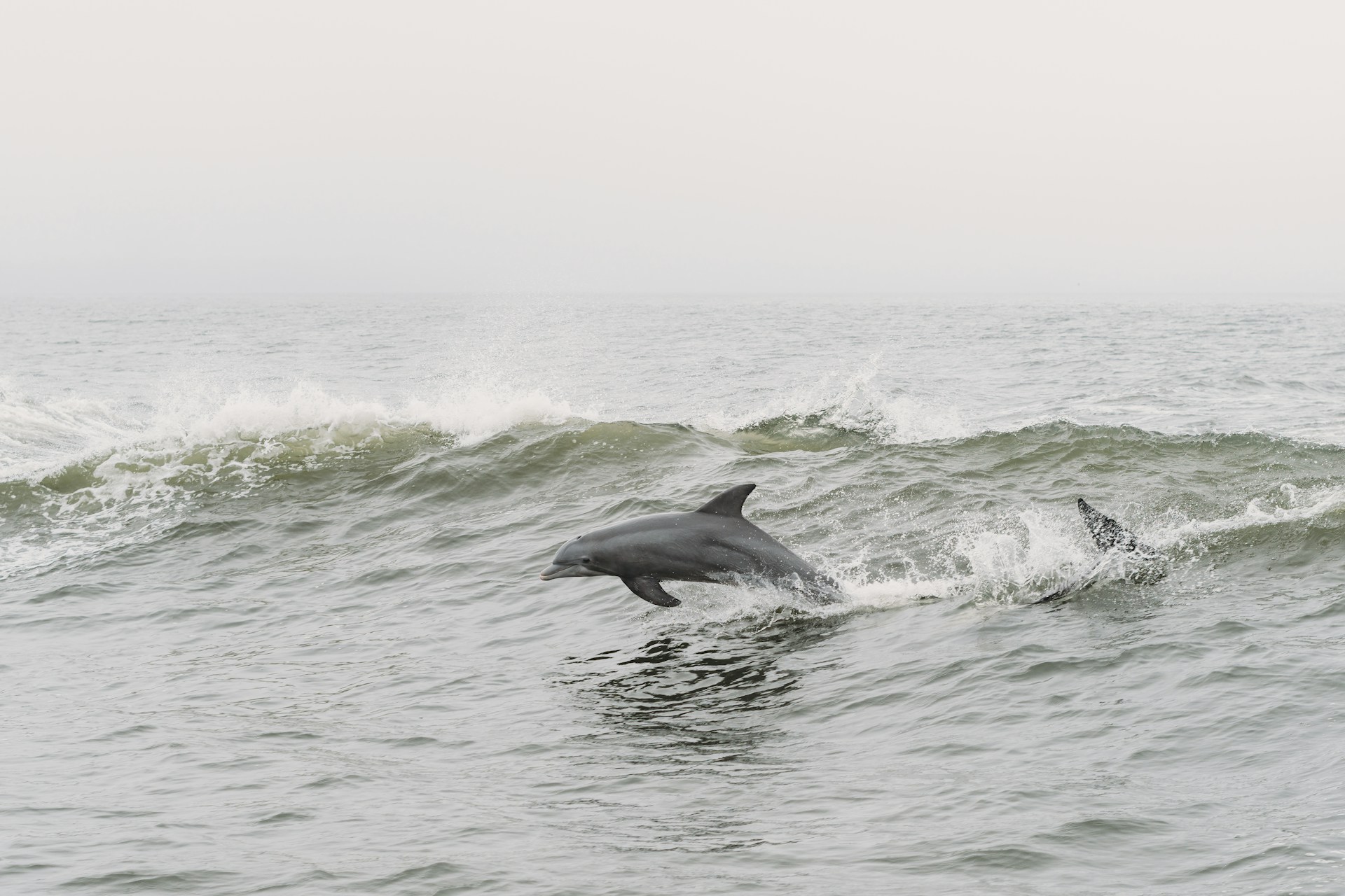 Gulf Shores Dolphin