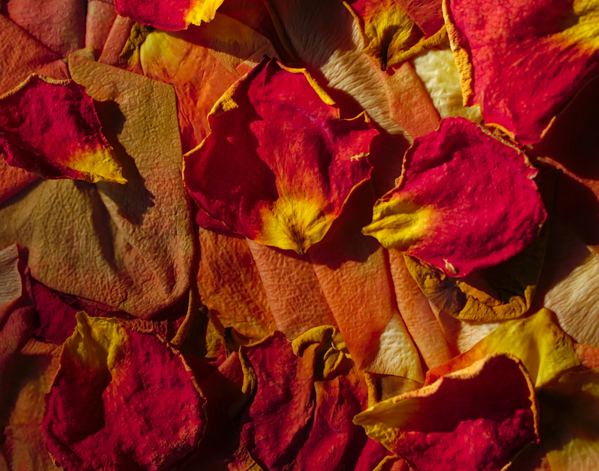 rose petals from Tyler in Texas