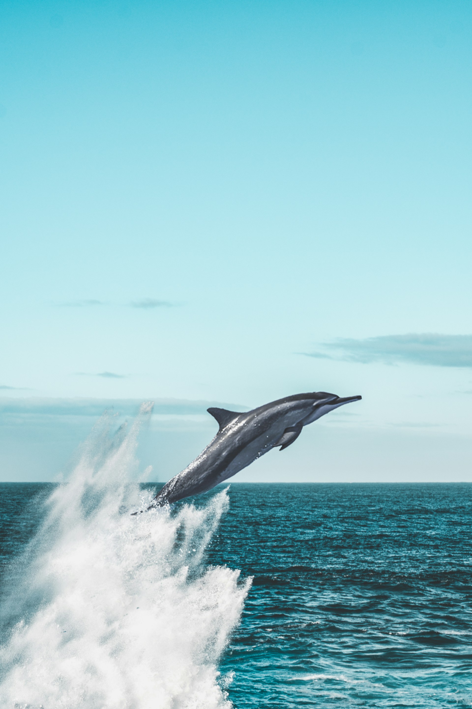 A dolphin jumping out of water in the ocean